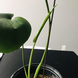 ✅✅✅MONSTERA DELICIOSA, ROOTED PLANT✅💚. IN A 3 GALLONS POT ✅🌳