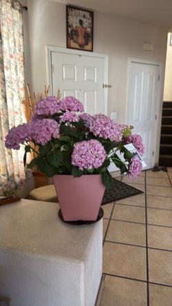 forever Pink Hydrangea jumbo