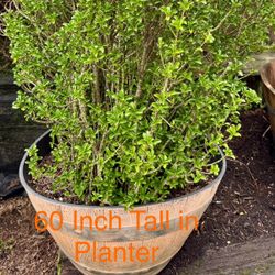 60 & 55 inch tall Boxwood in Resin Whisky Barrel (2)
