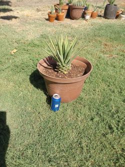 Maguey Decorativo.