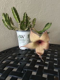 Stapelia Starfish Flower Plant