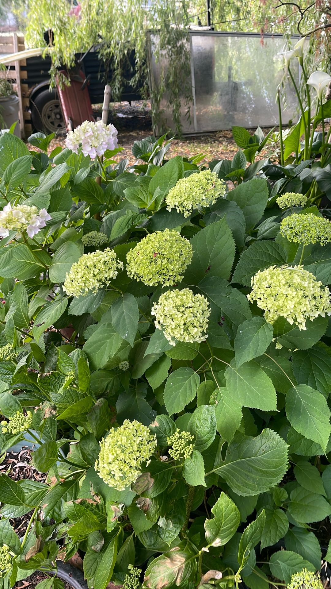 Idrangeas Plants For Sale