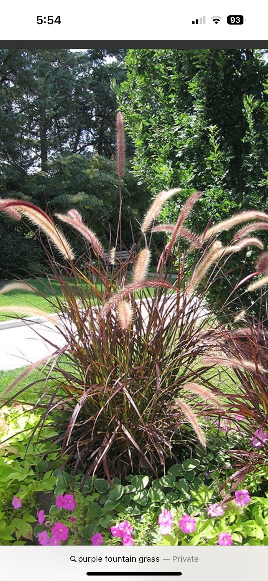 Purple Foundation Grass 5 Gallon