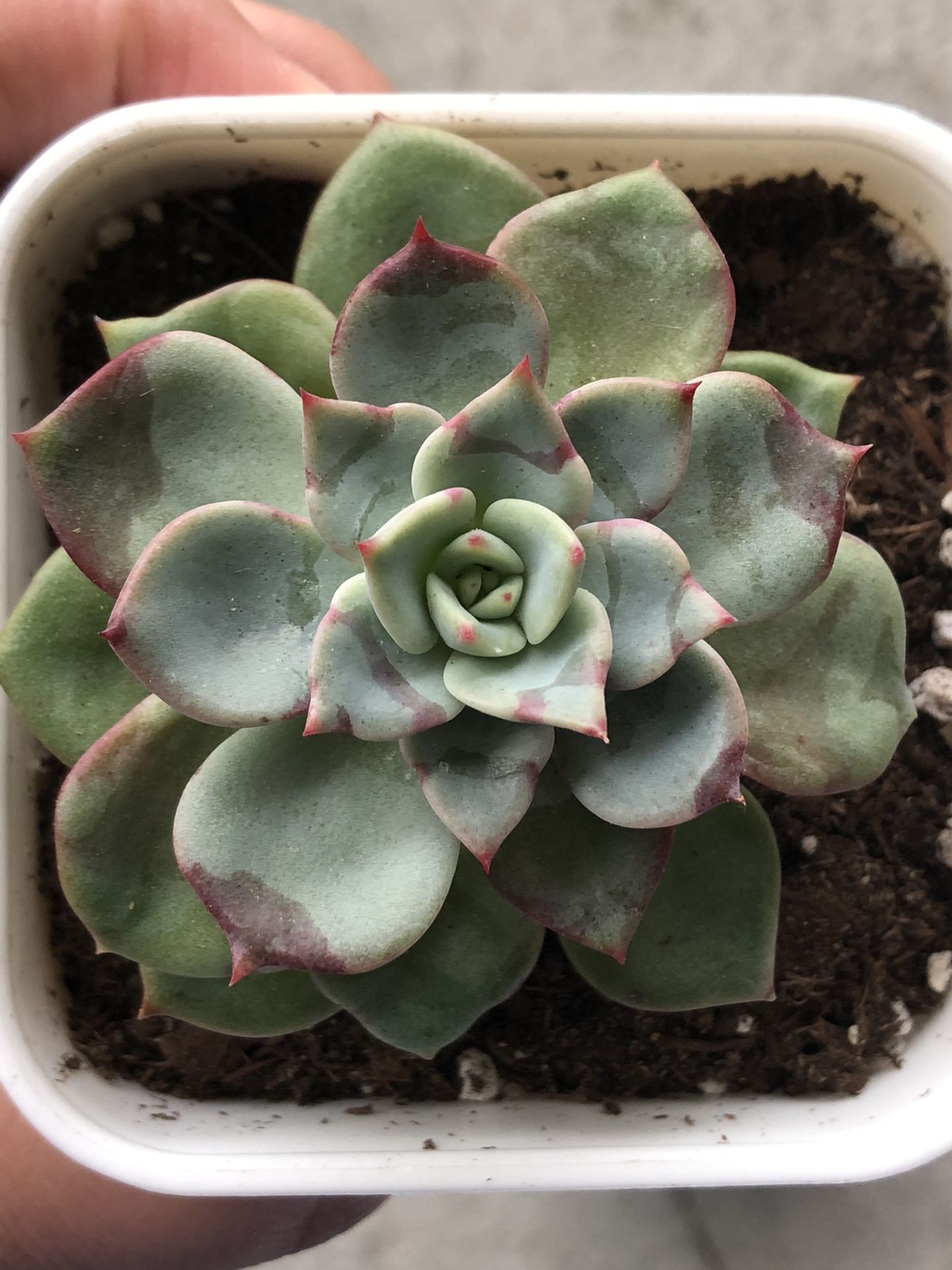 Echeveria Salmon Rare Korean Succulent