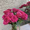 Jasmin  