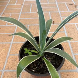 Caribbean Agave Plant 🪴