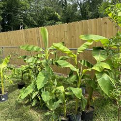 Banana Plants  Large30$  midium20$   Small15$   Extra small$10$