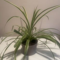 Variegated spider plant In 6” Pot