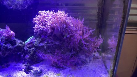 Fake pink Kenya tree coral