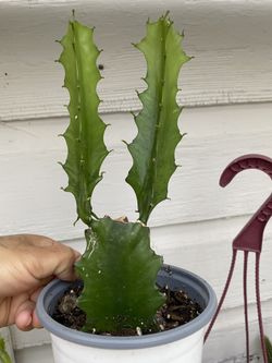 Cactus 🪴 Planta Natural $7