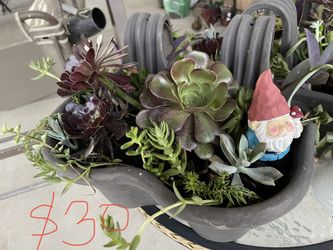 Beautiful Succulents