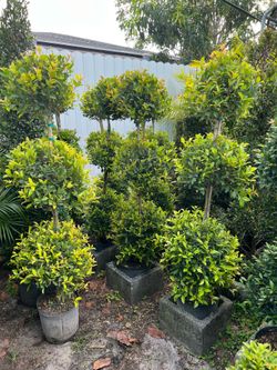 Triple balls topiary in 3 gls pot. SPECIAL PRICE 🤩
