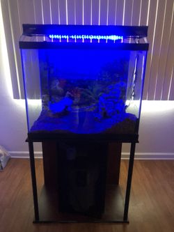 Cora Life Fish Tank with Everything Included