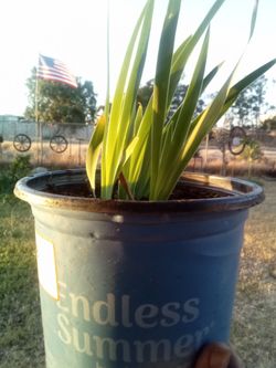 Potted Iris or Agapanthus Starter Plant – Ready to Bloom Next Season!
¡Planta de Iris o Agapanthus