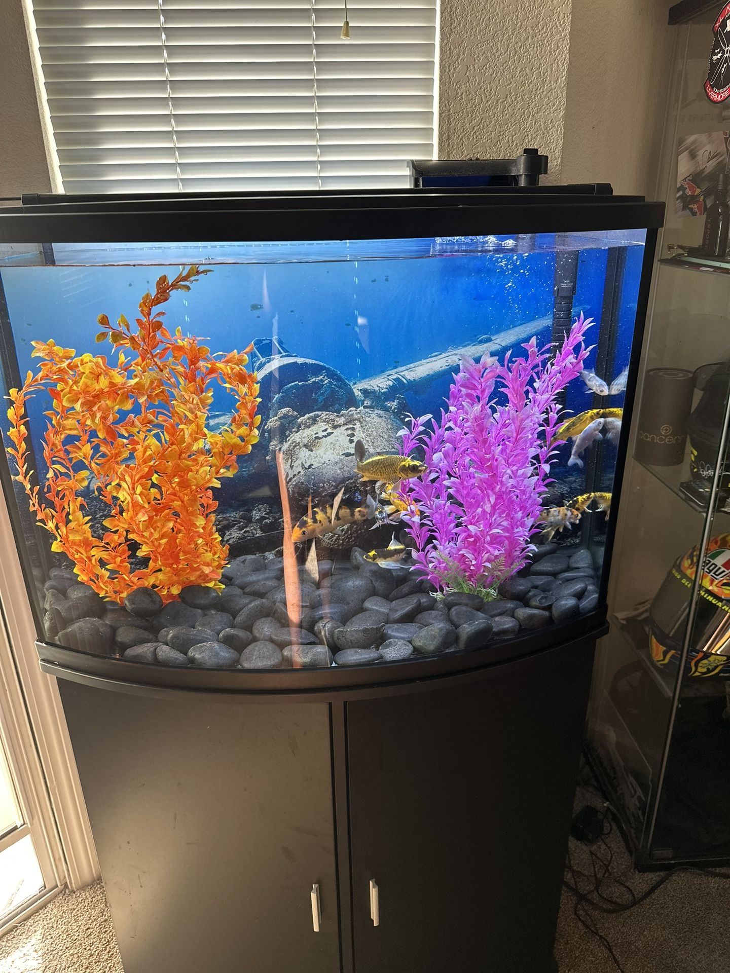 Fish Tank and Stand