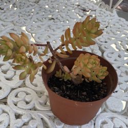 Succulent 