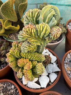 Exotic cactus