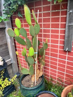 Tall Bunny Ears Cactus