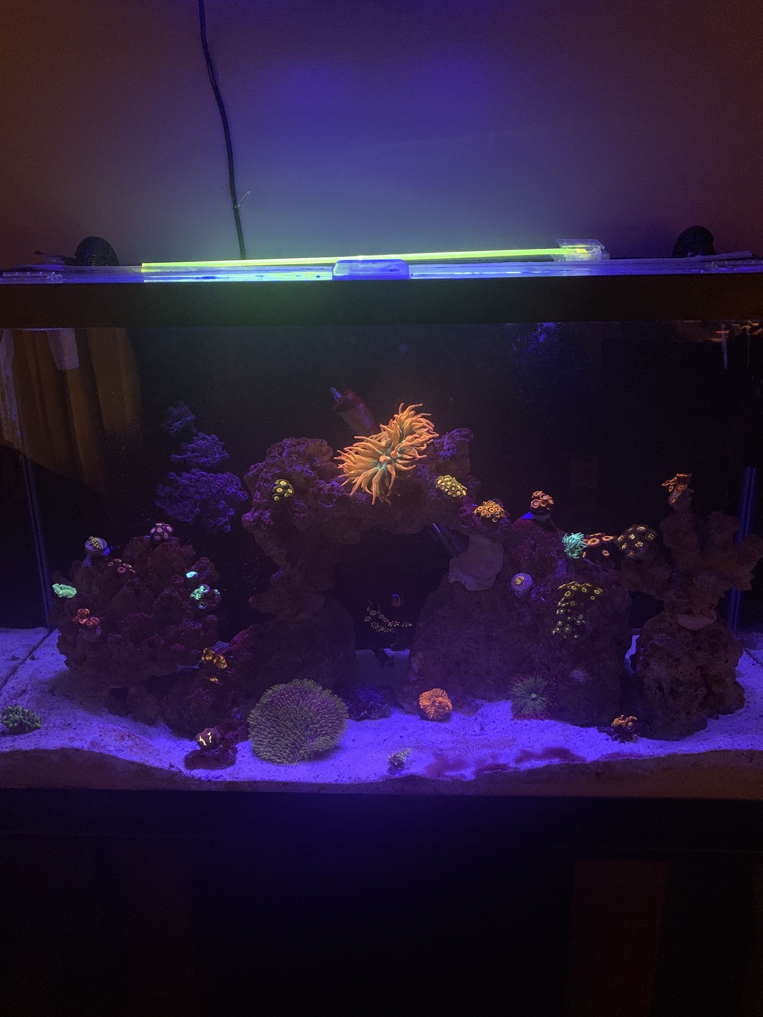 Rainbow Bubble Tip Anemones for Sale