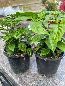 Red Caribbean pepper plant