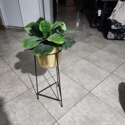 Plqnt New. $15