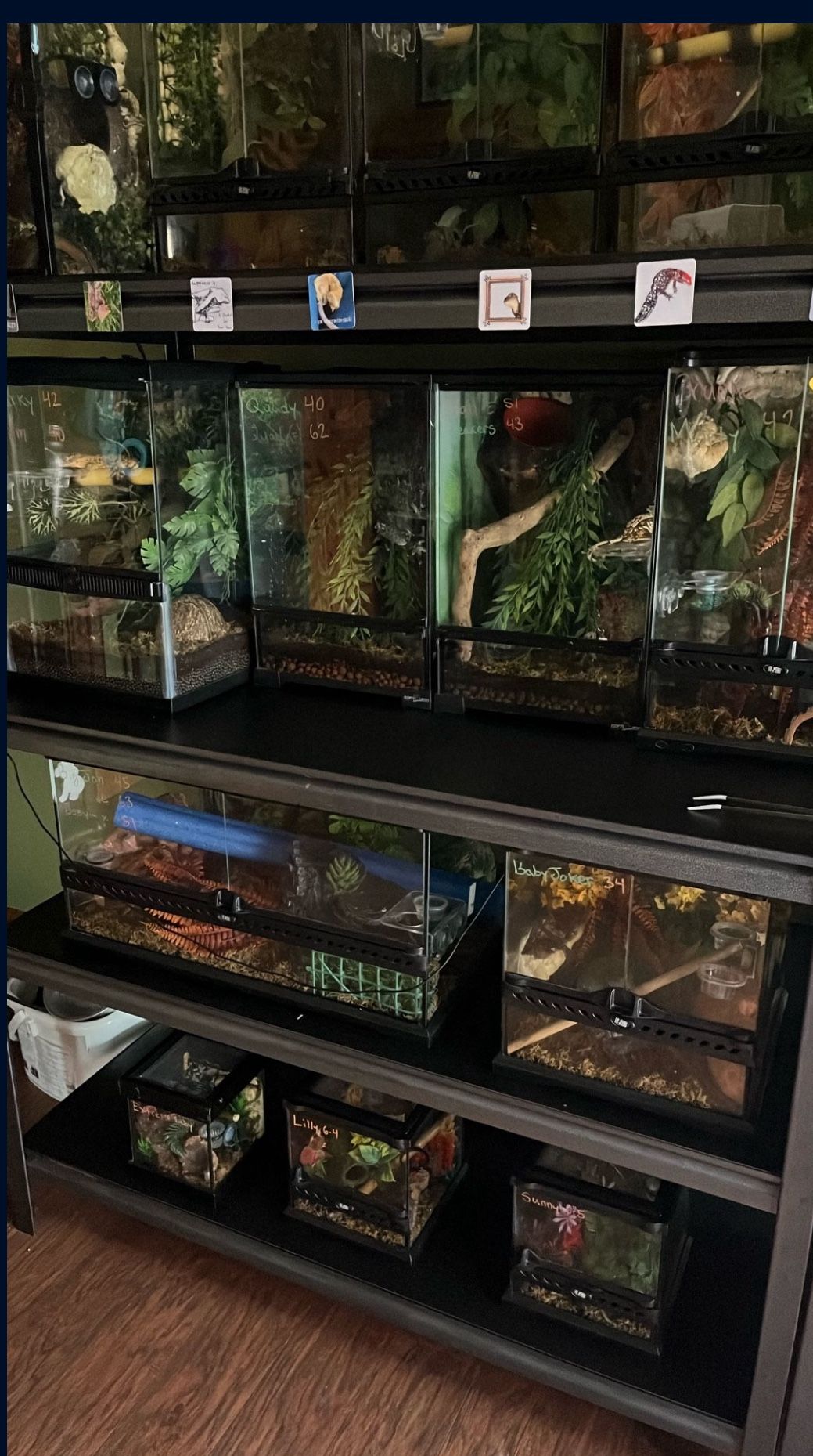 Tanks / Enclosure For Crested Geckos (babies Or Adults) Available