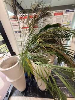 Plant  pick up asa