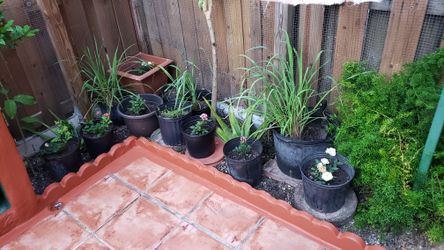 Lot Of Plants, Mint, Bassil,alovera,flowers, Grape Leafs,etc