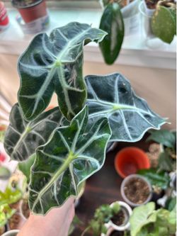 Two Alocasia  variegated  Alocasia Gageana