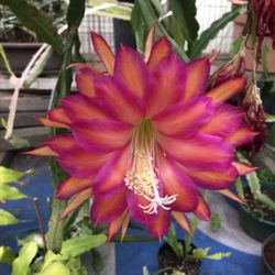 Orchid Cactus