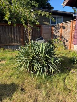 FREE Yucca Plants