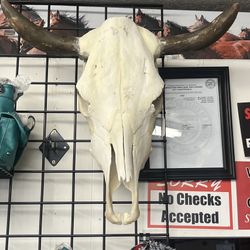 Cow Skull