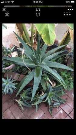 Potted Aloe Vera plant