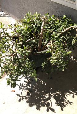 Large Jade succulent