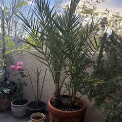 Palm Trees + Juniper Tree – Outdoor Patio Plants