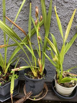 Ground Orchid