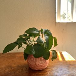 Green Pothos 