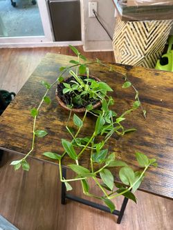 Wandering Jew + spider plant 🪴