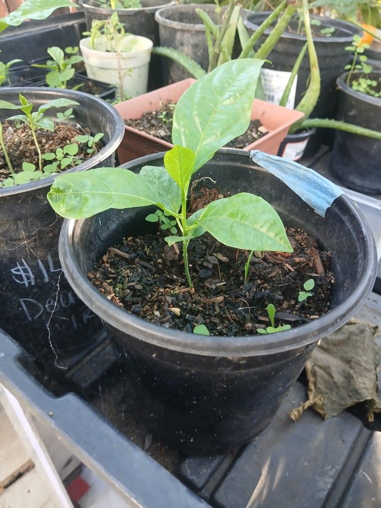Passion Fruit Plants 