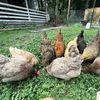 Emily Beasley