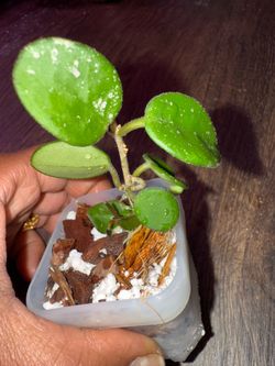 Hoya Mathilde Splash