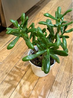 Jade plant