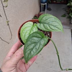 Monstera Siltepecana Plant $15