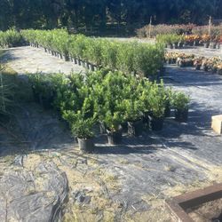 Clusias all sizes available starting at five dollars