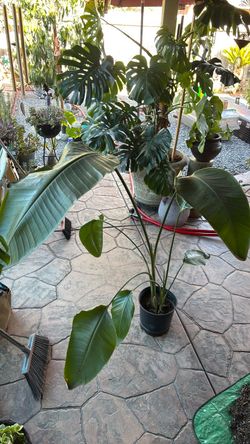 WHITE BIRD of PARADISE