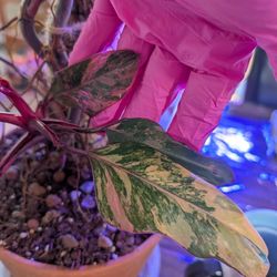 Reserved For Rosario