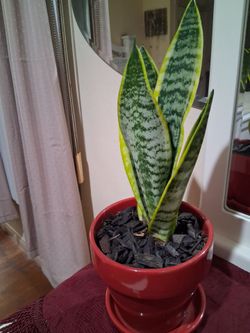 Planta  oreja de burro