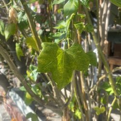 Chaya Plant