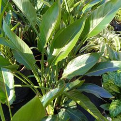 Orange Bird Of Paradise Plants 7gl $45🧡