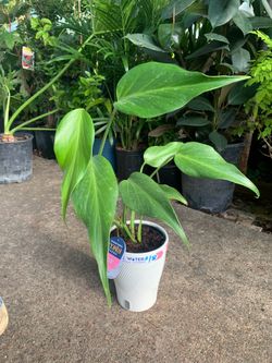 Monstera Burle Marx Flame plant